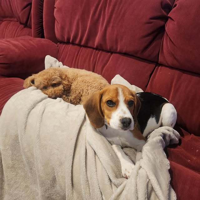 Luna and Winnie snuggled up on the couch