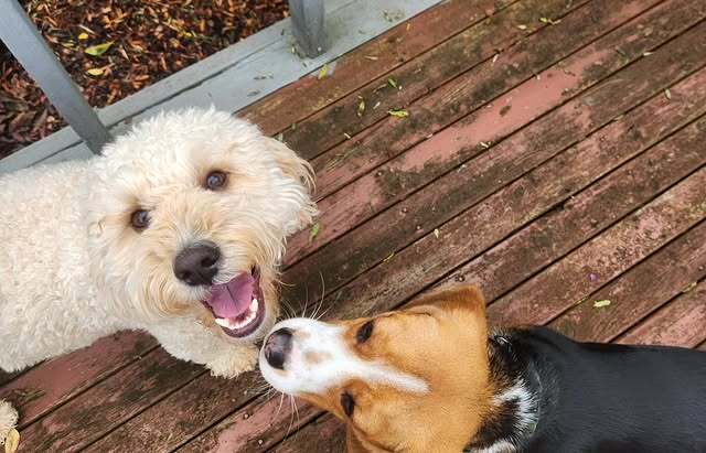 Two dogs saying hello