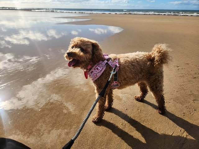 Luna at the beach