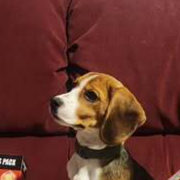 Winnie the beagle