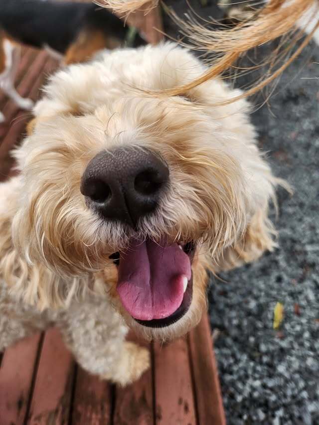 A happy guest pup